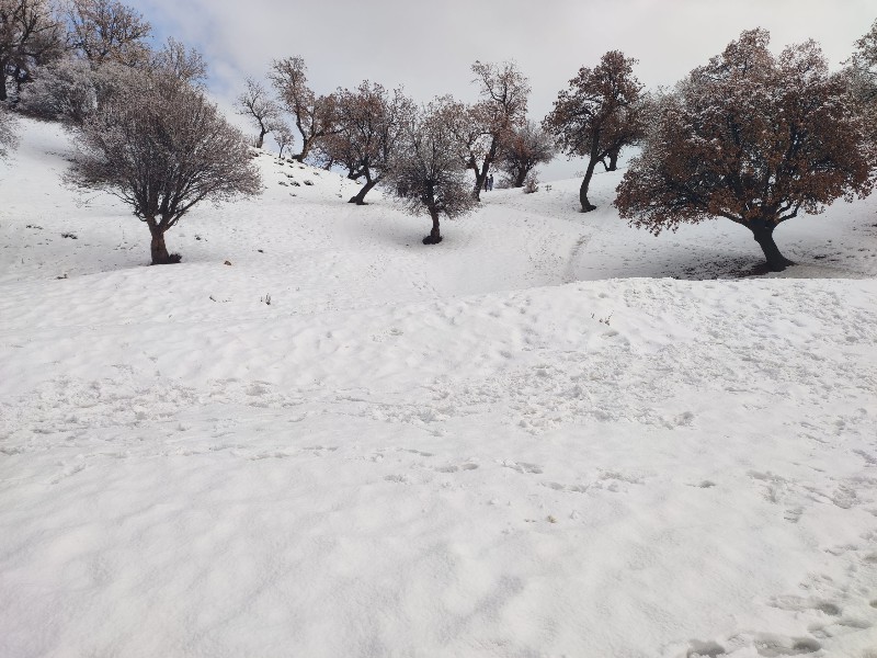 زیبایی‌های طبیعت پس از بارش برف‌باران در ایلام