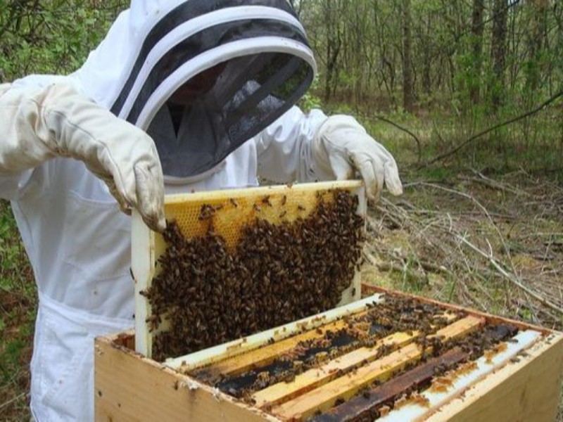 سالانه بالغ بر ۶۰ تن عسل مرغوب در شهرستان بدره تولید می شود