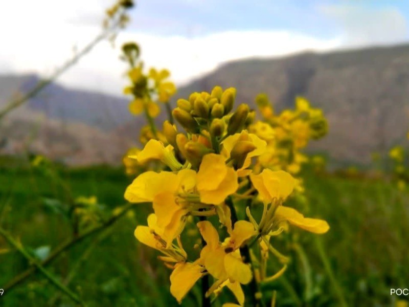 زیبایی‌های طبیعت شهرستان سیروان