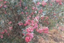 روایت دانه‌های زرشک از رونق تولید در کشاورزی