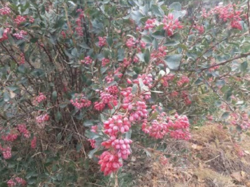 روایت دانه‌های زرشک از رونق تولید در کشاورزی