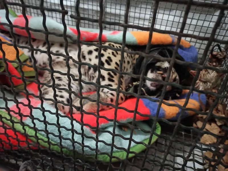 انتقال پلنگ آسیب دیده در ایلام به تهران برای مداوا