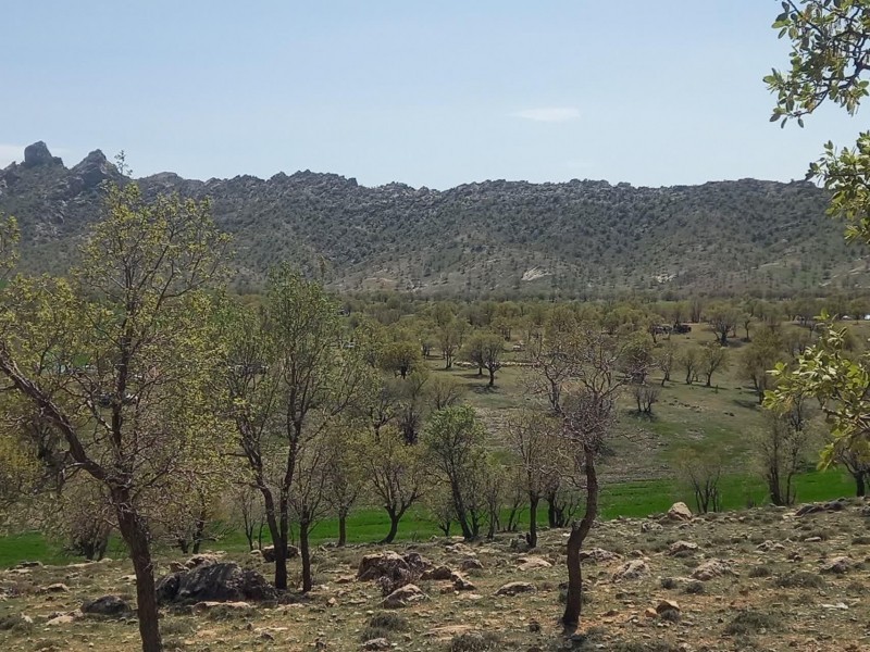 طبیعت ایوان آماده پذیرایی از مهمانان نوروزی