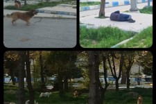 پارک‌های ایلام مناسب خانواده‌ها نیست