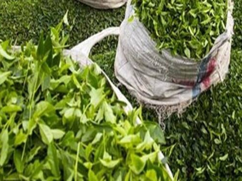 متخلفان پرونده تخلف واردات چای به دستگاه قضایی معرفی شدند