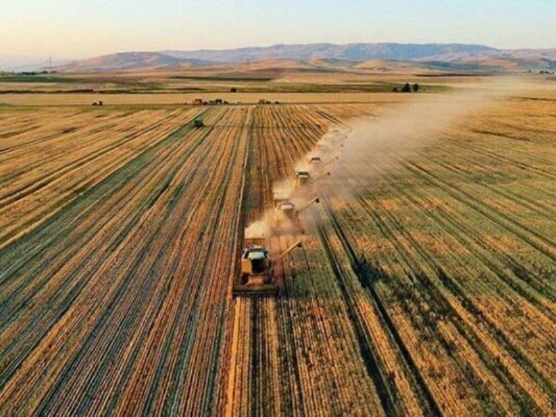 کسب رتبه نخست ایلام در اجرای طرح جهش تولید دیم‌زارهای کشاورزی
