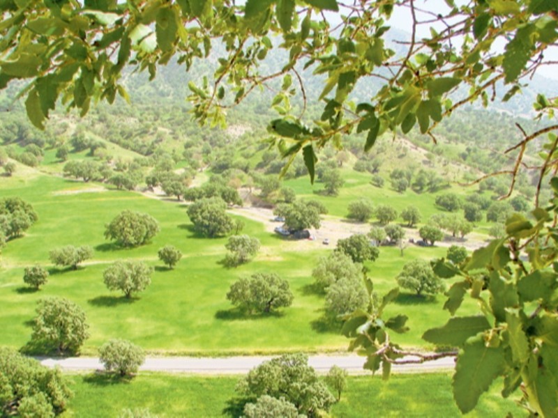 احیا جنگل‌ها رسالت مهم همگانی؛ وقتی برای جنگل‌کاری به فرهنگ‌سازی نیاز است