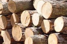 آغاز طرح زراعت چوب در 100 هکتار از اراضی دره‌شهر