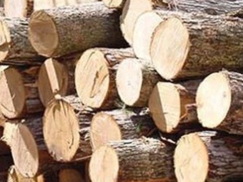 آغاز طرح زراعت چوب در 100 هکتار از اراضی دره‌شهر