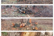 تخریب جنگل‌ها و بی‌تدبیری مسئولین منابع طبیعی