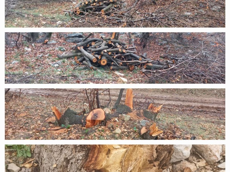 تخریب جنگل‌ها و بی‌تدبیری مسئولین منابع طبیعی