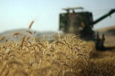برداشت بیش از ۳۵۰ هزار تن گندم از مزارع ایلام