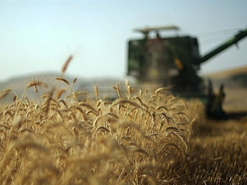 برداشت بیش از ۳۵۰ هزار تن گندم از مزارع ایلام