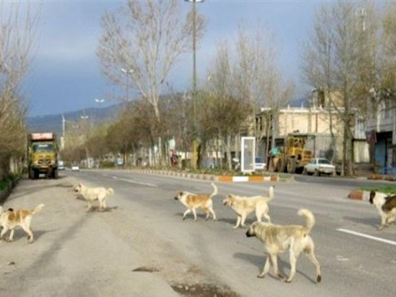 سگ‌های ولگرد و چالش سلامت برای مردم در ایلام