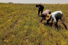 پیش‌بینی برداشت بیش از 800 تن عدس از مزارع کشاورزی ایلام