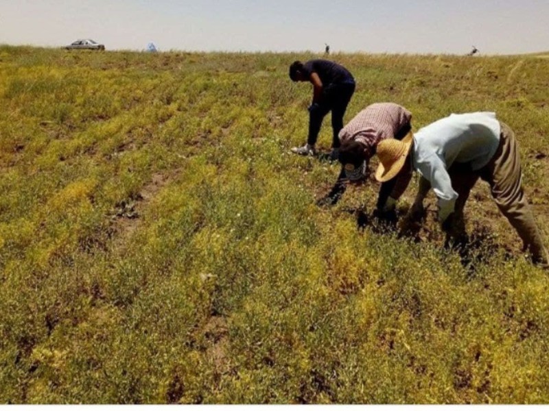 پیش‌بینی برداشت بیش از 800 تن عدس از مزارع کشاورزی ایلام