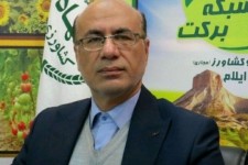 تاکنون 130 هزار تن گندم از کشاورزان خریداری شده است