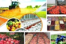 نبود صنایع‌تبدیلی و هدر رفتن دسترنج کشاورزان در ایلام