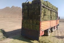 ضربات قاچاق دام و علوفه بر اقتصاد