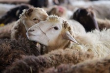 دامداران ایلامی در انتظار مسئولانه