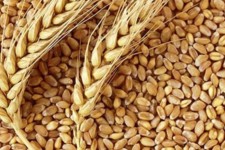 افزایش قیمت کالاهای اساسی در جهان رکوردهای جدیدی را ثبت کرد