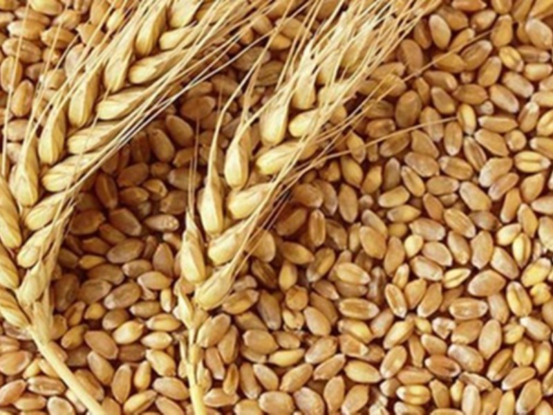 افزایش قیمت کالاهای اساسی در جهان رکوردهای جدیدی را ثبت کرد