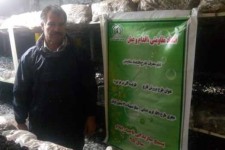 اشتغال‌زایی با پرورش قارچ