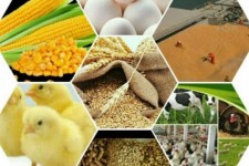  ماجرای کمبود نهاده‌های دامی و اخلال در بازار ایلام