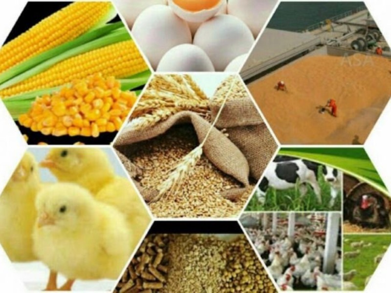  ماجرای کمبود نهاده‌های دامی و اخلال در بازار ایلام