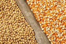 توزیع بیش از 5 هزار تن نهاده‌های دامی به تولیدکنندگان مرغ و طیور در ایلام
