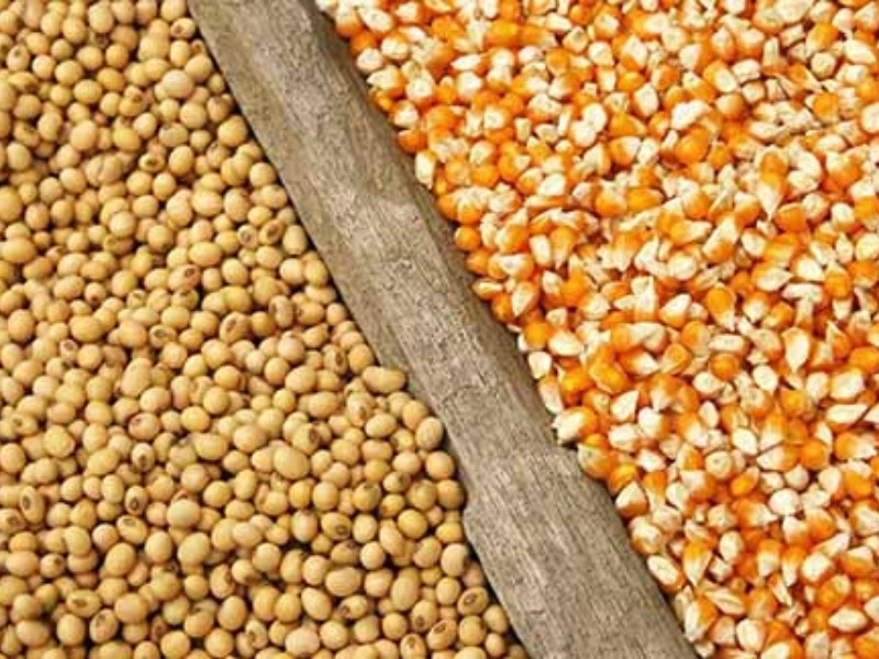 توزیع بیش از 5 هزار تن نهاده‌های دامی به تولیدکنندگان مرغ و طیور در ایلام