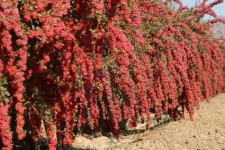 روایت دانه‌‎‌های زرشک از رونق تولید و اقتصاد مقاومتی