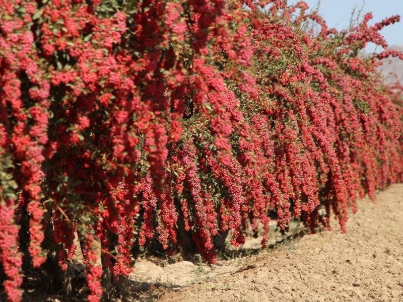 روایت دانه‌‎‌های زرشک از رونق تولید و اقتصاد مقاومتی