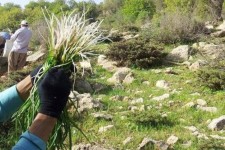 توجه به ظرفیت گیاهان دارویی افزایش می‌یابد