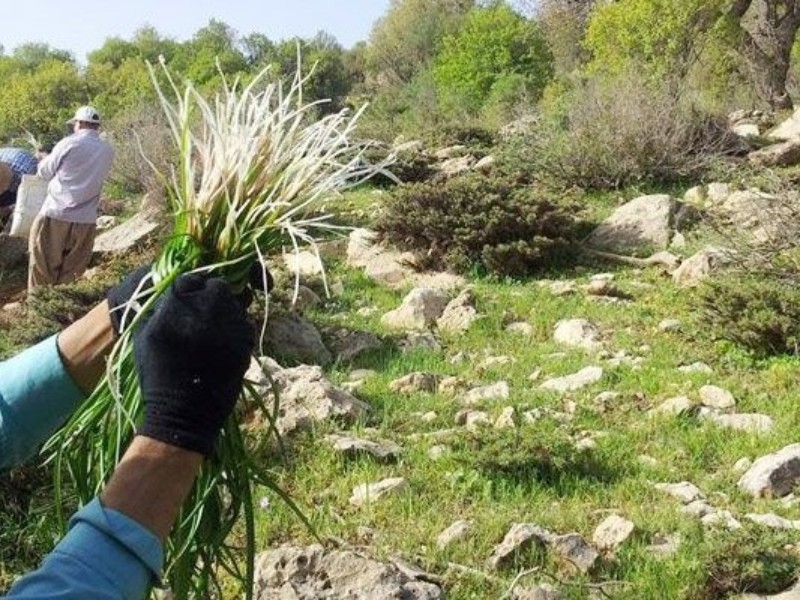 توجه به ظرفیت گیاهان دارویی افزایش می‌یابد