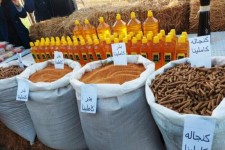 برداشت دانه روغنی «کاملینا» برای اولین بار در ایلام