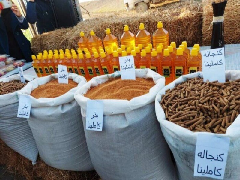 برداشت دانه روغنی «کاملینا» برای اولین بار در ایلام