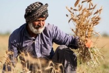 5 عامل خودکفاییِ تولید گندم در سایه اعتماد کشاورزان به وعده‌های دولت