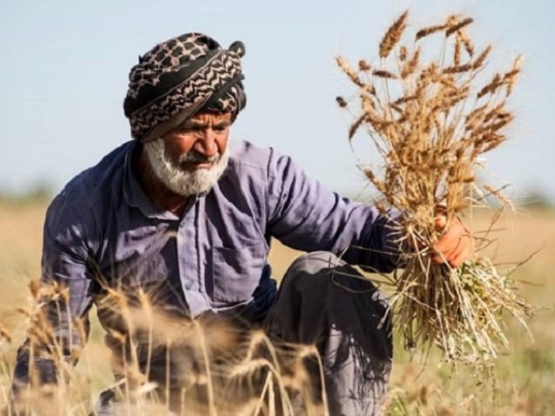 5 عامل خودکفاییِ تولید گندم در سایه اعتماد کشاورزان به وعده‌های دولت