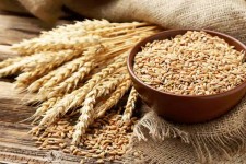 قیمت خرید تضمینی گندم تعیین شد