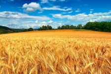 5 راهبرد برای خودکفایی پایدار گندم ‌