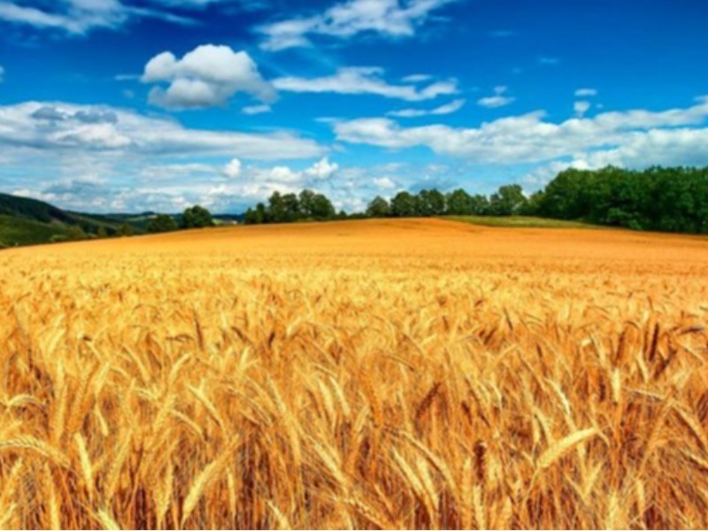 5 راهبرد برای خودکفایی پایدار گندم ‌