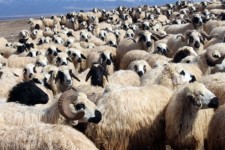 عقد قرارداد ۴۰ هزار رأس دام با عشایر ایلامی برای تولید گوشت قرمز