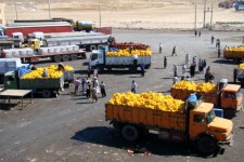 ۴۷ میلیون دلار محصولات کشاورزی از مرز مهران صادر شد