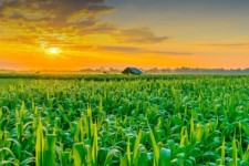 ضرورت رشد ظرفیت‌های کشاورزی در ایلام