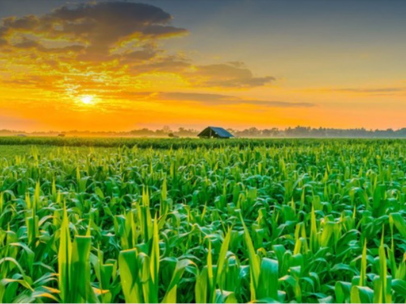 ضرورت رشد ظرفیت‌های کشاورزی در ایلام