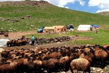 ۲۵ درصد گوشت قرمز کشور را عشایر تولید می‌کنند