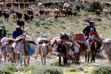 آبدانان میزبان بیش از یک هزار و 100 خانوار عشایر است