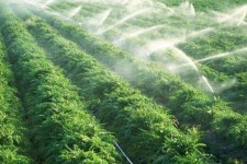 تبدیل بیش از 2 هزار هکتار از اراضی دیم شهرستان ایوان به آبی