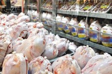 بازار مرغ در ایلام نیازمند ساماندهی است